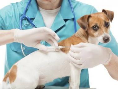 Očkování psů proti vzteklině 1